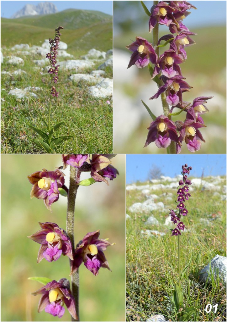 Epipactis da classificare: Campo Imperatore (AQ) luglio 2023.